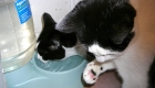 5 Reasons Why Cats Touch Water Before Drinking