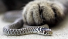 What To Do When Your Cat Suffers A Snake Bite