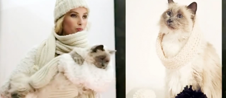 Behind the Scene: Photoshoot with Cat and Kittens