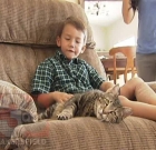 Hero Cat Saves a Child from Aggressive Dog Attack