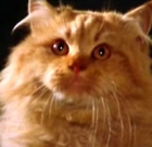 Cat Blog: The Horror Cats – Cats in Horror Movies, Not Only Black Cats