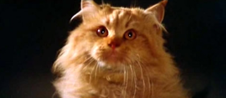 Cat Blog: The Horror Cats – Cats in Horror Movies, Not Only Black Cats