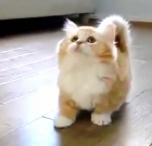 What Made 22 Million People Watch This 25 Second Cat Video?