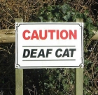 How to Care after a Deaf Cat