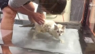 Paralysed Kitten Recovers On Underwater Treadmill (Aqua Therapy)