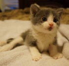 (Touching Video) Jefferson’s Story: 3 Week Journey with a Paralyzed Kitten