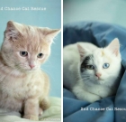 Photographer Olya Tutova Helps 2nd Chance Cat Rescue
