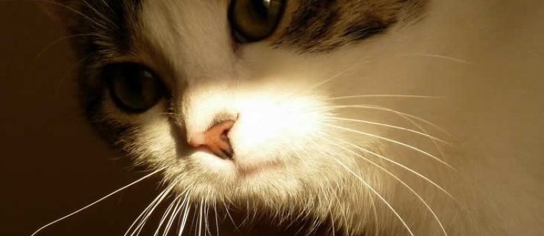 Skin Cancer in Indoor Cats
