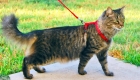 How to Walk a Cat on Leash. Personal Experience