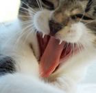 5 Most Annoying Cat Habits And How To Deal With Them